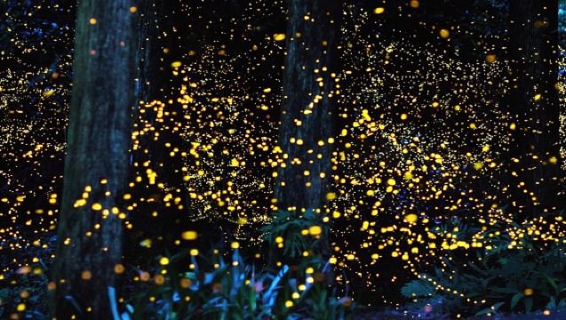 Desaru Fireflies + Fruit Farm + Zoo Day Tour|Admission tickets included [Departing from Johor Bahru]