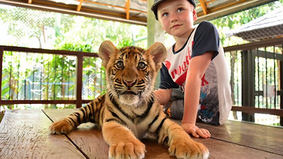 Chiang Mai : Escalade à la cascade collante + Excursion à la demi-journée au Royaume du Tigre - Tigreaux/Tigres adultes - Option idéale pour les familles