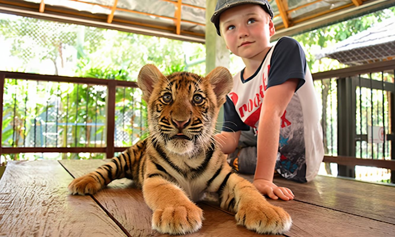 Chiang Mai: Panjat Tebing Air Terjun Sticky + Tur Harian Setengah Hari Kerajaan Harimau - Anak Harimau/Harimau Dewasa, Pilihan Terbaik untuk Keluarga