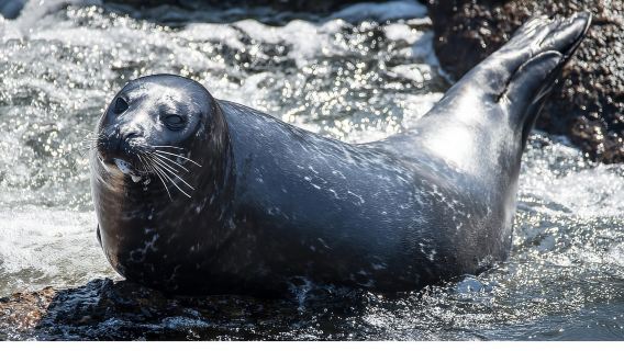 San Pedro: Delfin- und Walbeobachtungstour in West Harbor, LA