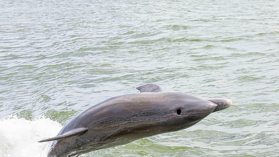 Neapel: Bootstour zu den 10.000 Inseln und Wildtieren