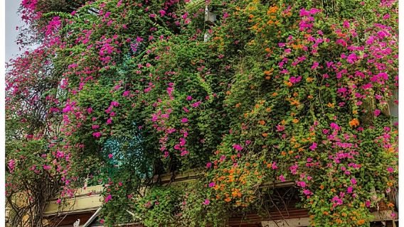 Siem Reap: gita di un giorno a Battambang con guida turistica francese