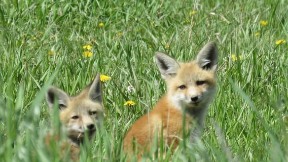 Ab Jackson: Yellowstone-Tagestour inklusive Eintrittsgebühr
