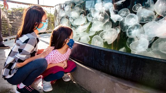 LA: Aquarium of the Pacific - Einlass ohne Anstehen