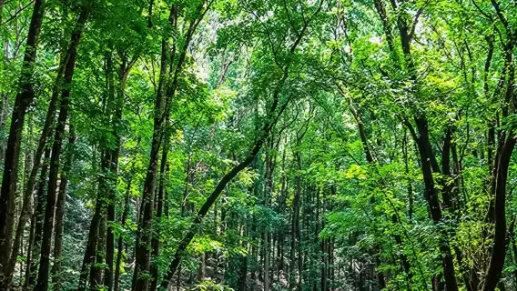 Bohol Choco Tour with Loboc River Lunch (Shared Tour)