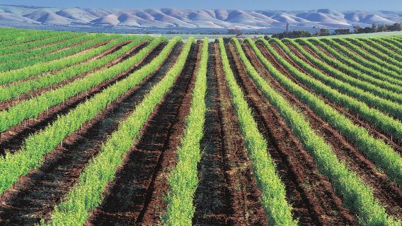 From Adelaide: Victor Harbor & Southern Highlights Day Tour