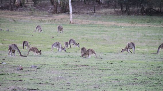澳洲墨爾本布賴頓灘+月光保護區野生動物保育公園+莫寧頓半島