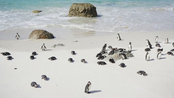 南非|開普敦一日遊【包車10小時】