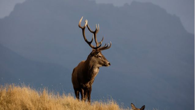 皇后鎮來回瓦卡蒂普湖+鹿苑高原+瓦納卡鎮+克倫威爾包車一日遊