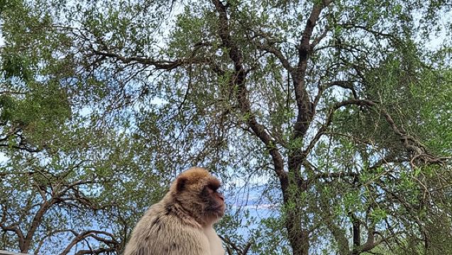 From Malaga and Costa del Sol: Gibraltar Tour