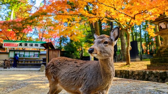 World Heritage Kyoto & Nara Uji Authentic Matcha Experience