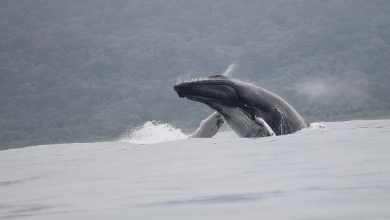 ทัวร์ชมวาฬและปลาโลมาจากอูวิตา