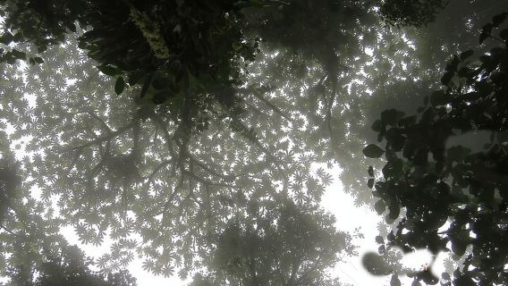 Tur Jalan Kaki Sejarah Alam di Cagar Hutan Awan Monteverde