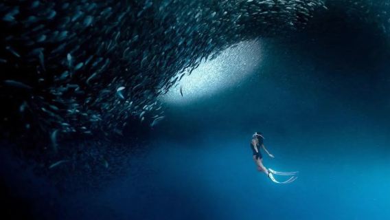 Excursion d'une journée en voyage en groupe à Moalboal aux Philippines : Tempête de sardines + Randonnée aquatique à Kawasan + Snorkeling avec les tortues