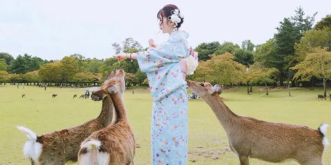 日本奈良富士和服奈良公園春日大社若草山東大寺唐招提寺小鹿和服租賃京都體驗預約預訂旅拍清水寺跟拍