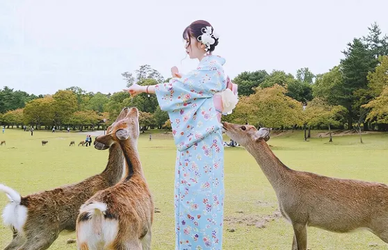 日本奈良富士和服奈良公園春日大社若草山東大寺唐招提寺小鹿和服租賃京都體驗預約預訂旅拍清水寺跟拍