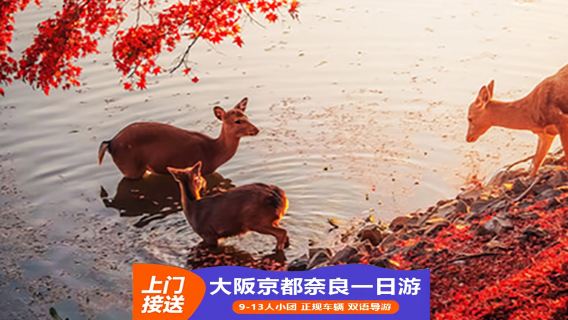 日本拼車遊覽