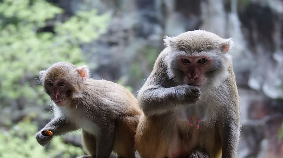 福建福州永泰天門山一日遊【獨立包車！上門接送！拒絕大團！ 】