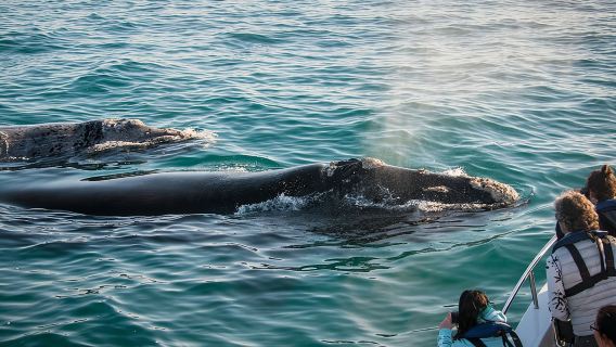 Whale Watching Knysna - Close Encounter Experience Ocean Odyssey