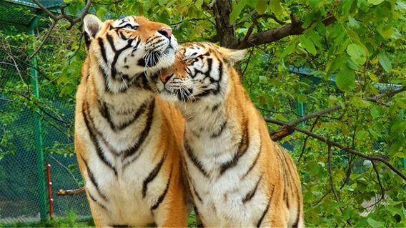 Luoyang Museum + Luoshenfu (Goddess of the Luo River) + Luanchuan Bamboo Sea Wildlife Park one-day tour(English & Chinese)