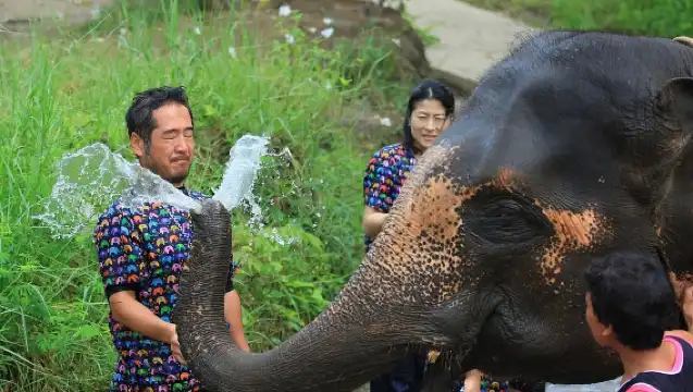 泰國清邁府清邁康達大象保護區半日遊【歡樂半日遊】