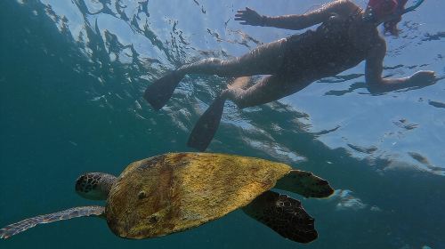 Snorkeling with turtles in Fujairah with BBQ lunch 8