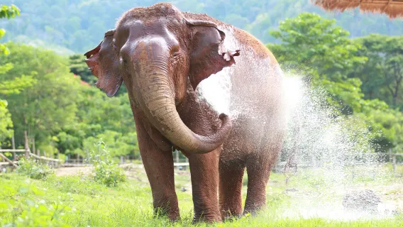 Visita de medio día por la tarde al Santuario Elephant Nature Park