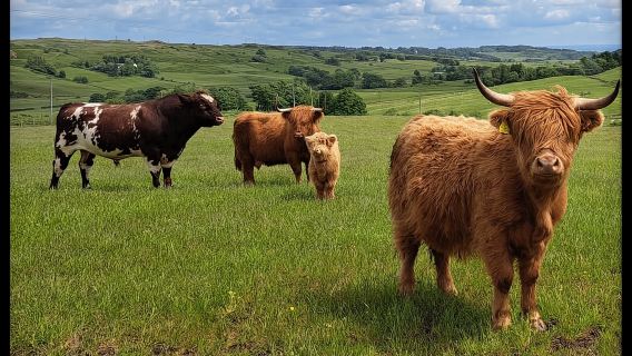 Glasgow: Tour du lịch xe kéo Highland Cow với món nướng tại nhà