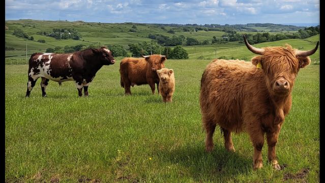 Glasgow: Tour bằng xe kéo bò Highland với bánh nướng tại nhà