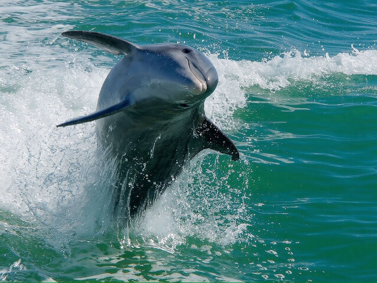 Madeira Beach: Egmont Key Snorkeling and Dolphin Cruise