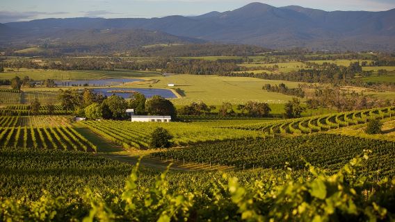 澳洲墨爾本卡爾頓花園+亞拉河谷一日遊