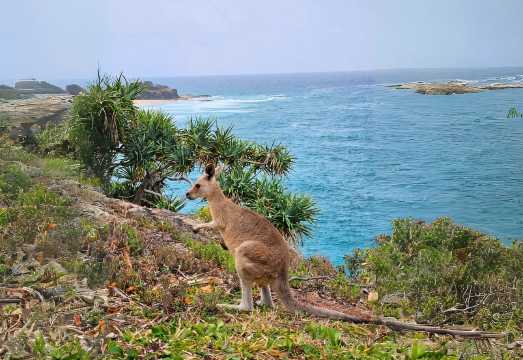 Brisbane to North Stradbroke Island Day: Wildlife & Beaches AUD 180.67