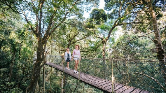 Lamington National Park, O'Reilly's & Vineyard Tour