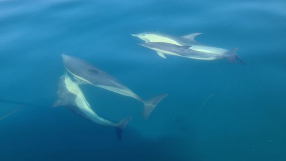 2-hour Guided Mini Eco Tour at Dingle, Ireland