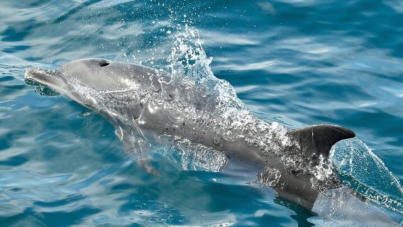 Dolphin and Snorkeling Trip with Costa Rican Companies