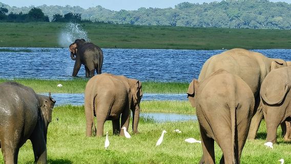 Day tour to Minneriya National Park,Sigiriya & Dambulla from Kandy