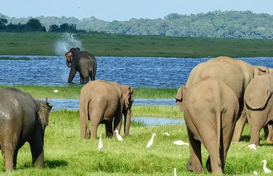 從康提出發的米內日耶國家公園、錫吉里耶和丹布拉一日遊