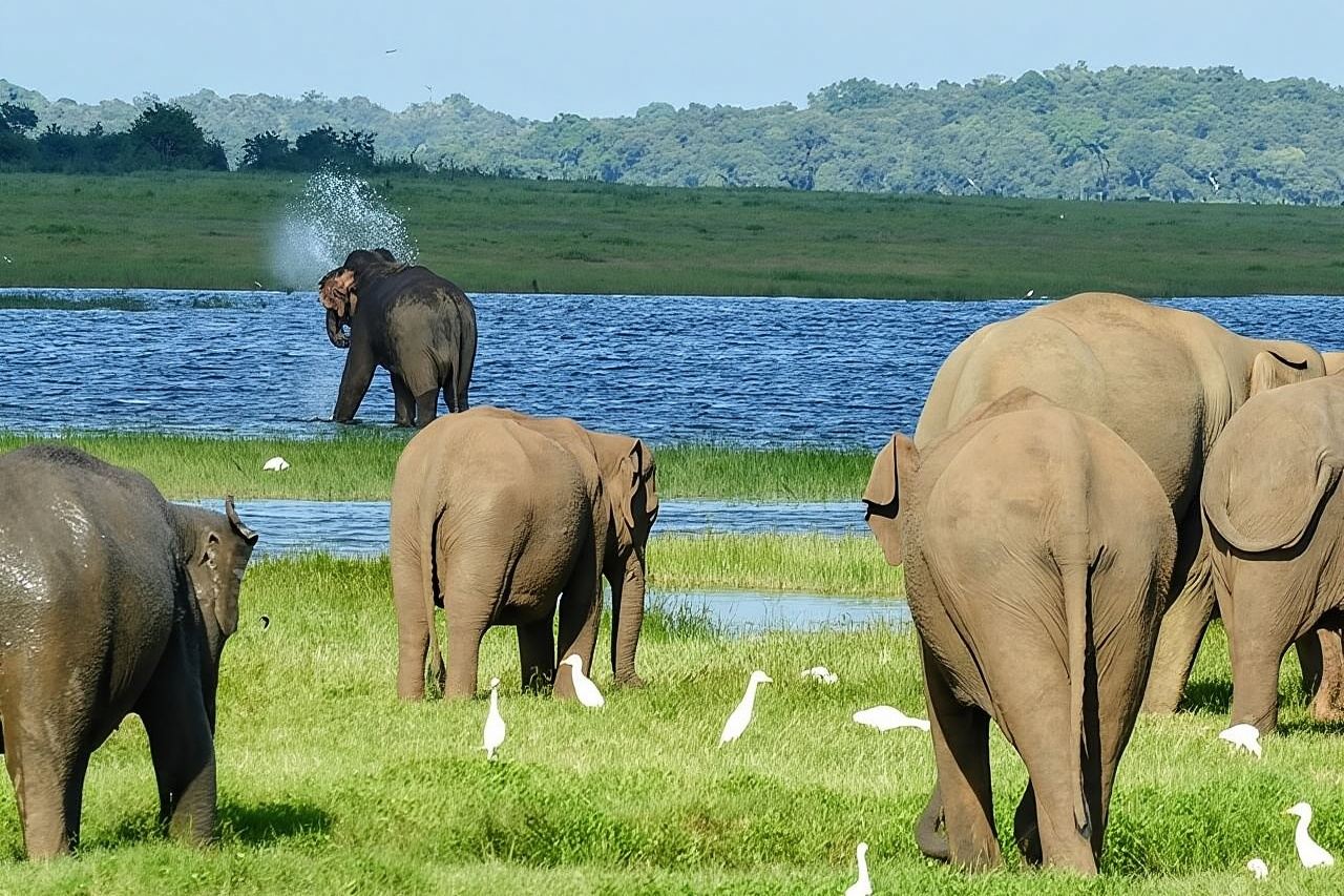 Day tour to Minneriya National Park,Sigiriya & Dambulla from Kandy
