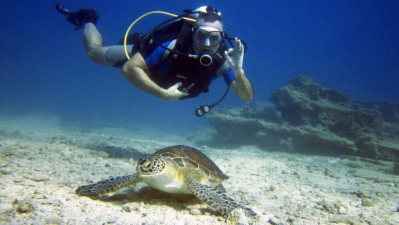 Private Discovery Dive + Photos & Videos