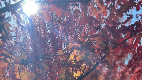 Sorotan Lawatan Sehari Penuh di Australia Selatan