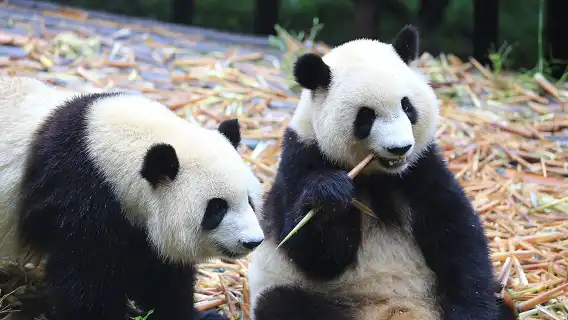 Private All-Inclusive Chengdu Panda Base Tour with Foodie Lunch
