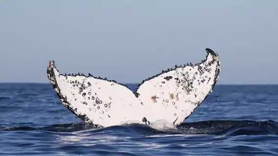 Marine Big 5 Safari: ขับรถเอง