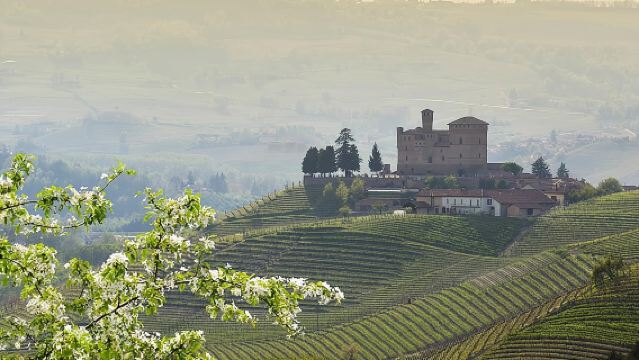 Visite de vignoble du Piémont : Dégustation de Barolo, Barbaresco et cuisine traditionnelle