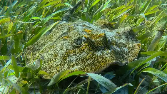 Private (only you) Reef Snorkeling in Puerto Morelos 2x40 minutes