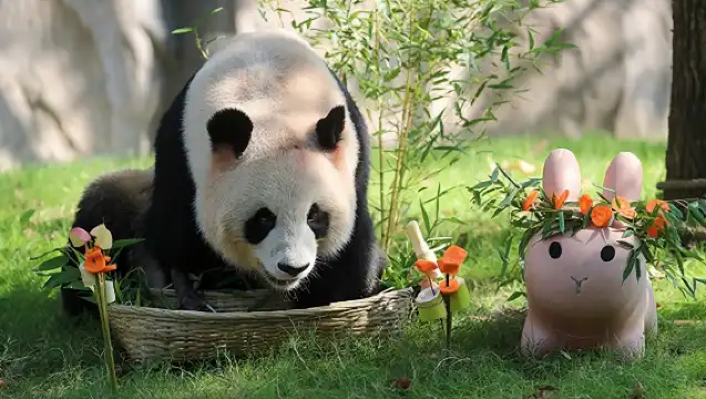 上海野生動物園觀看大熊貓和猛獸區投餵體驗 1日遊