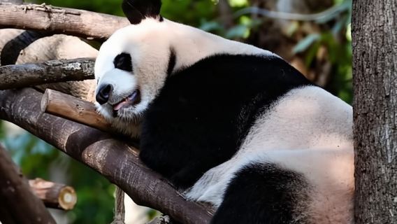 Chengdu: Ticket für die Panda-Forschungsstation oder private Transfertour