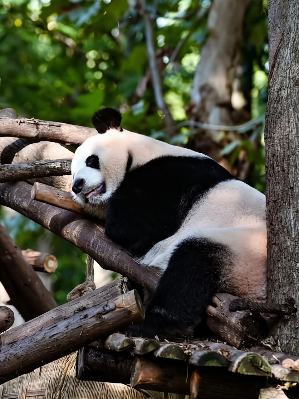 Chengdu: Ticket für die Panda-Forschungsstation oder private Transfer-Tour
