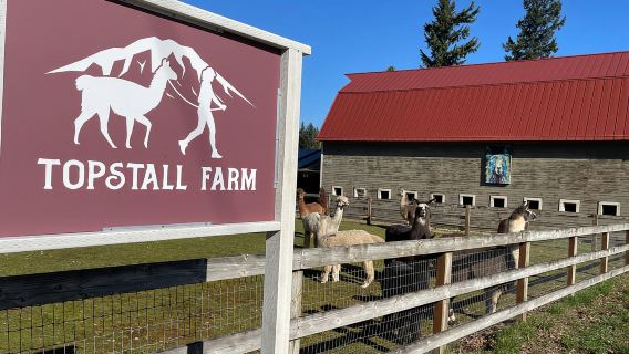 Roy, Washington: Caminata con llamas y encuentro con alpacas