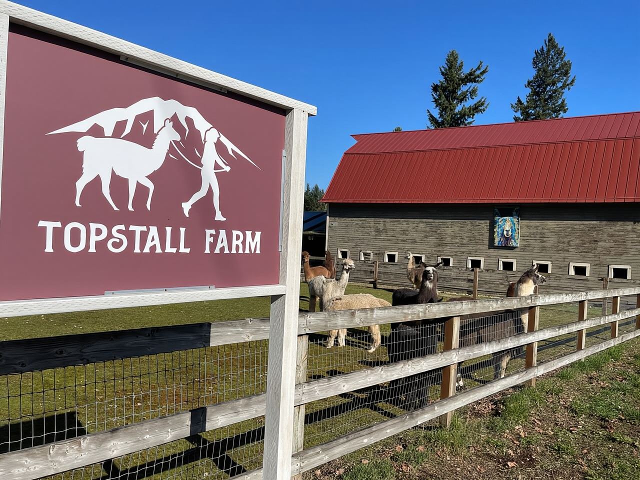 Roy, Washington: Llama Hike and Alpaca Encounter