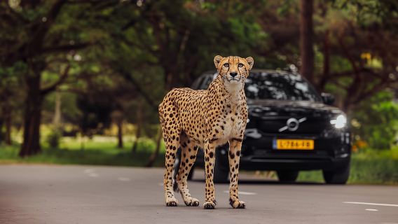 Hilvarenbeek: Safaripark Beekse Bergen Entry Ticket